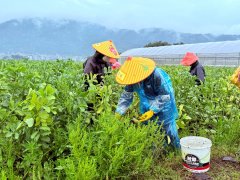 春天的“限制甘旨”来了！福州长乐蚕豆采收忙