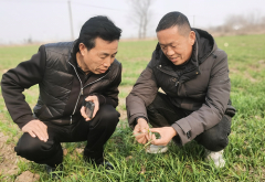 凤台县新集镇：村落复兴合理时春季田间办理忙