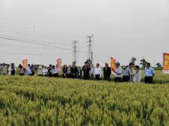 中国农科院展现我国耐盐碱做物育种攻关 中国农科院展现我国耐盐碱做物育种攻关